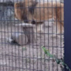 Meet your Posher, Deon